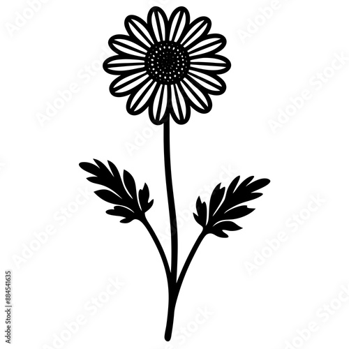 botanical image of a Matricaria chamomilla, black and white flowers, flower, vector, floral, nature, pattern, illustration