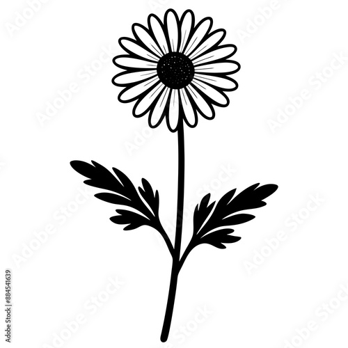 botanical image of a Matricaria chamomilla, black and white flowers, flower, vector, floral, nature, pattern, illustration