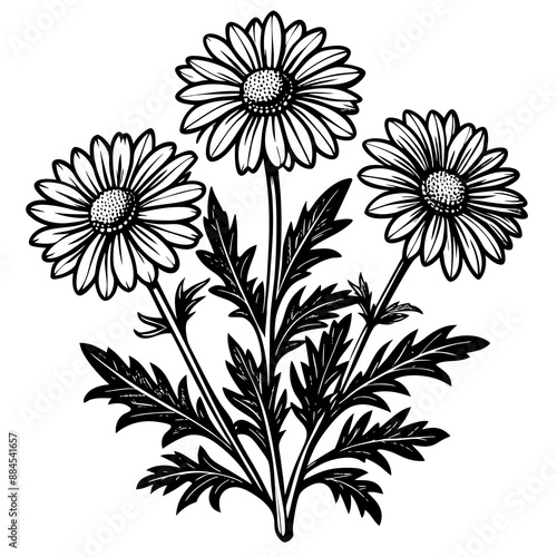 botanical image of a Matricaria chamomilla, black and white flowers, flower, vector, floral, nature, pattern, illustration