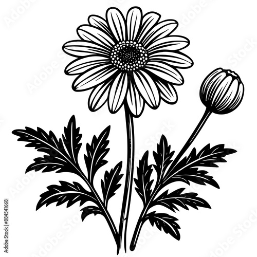 botanical image of a Matricaria chamomilla, black and white flowers, flower, vector, floral, nature, pattern, illustration