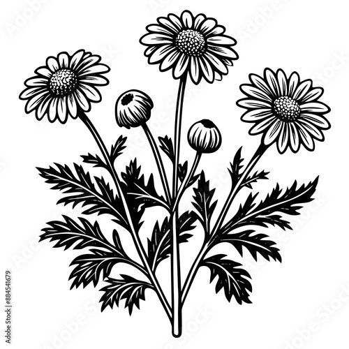botanical image of a Matricaria chamomilla, black and white flowers, flower, vector, floral, nature, pattern, illustration