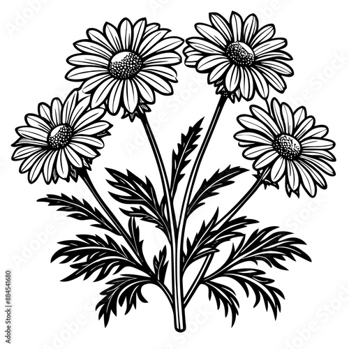 botanical image of a Matricaria chamomilla, black and white flowers, flower, vector, floral, nature, pattern, illustration