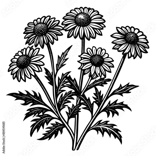 botanical image of a Matricaria chamomilla, black and white flowers, flower, vector, floral, nature, pattern, illustration