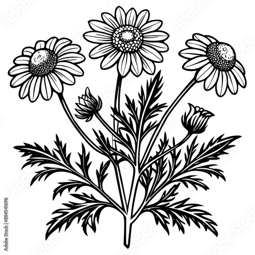 botanical image of a Matricaria chamomilla, black and white flowers, flower, vector, floral, nature, pattern, illustration