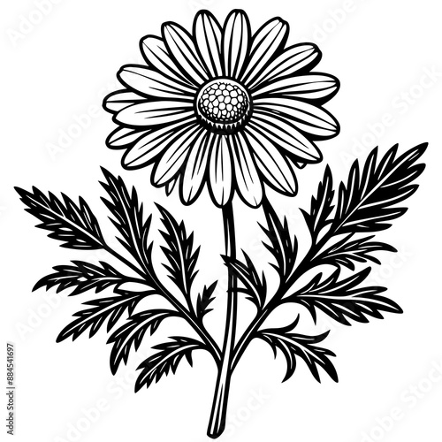 botanical image of a Matricaria chamomilla, black and white flowers, flower, vector, floral, nature, pattern, illustration