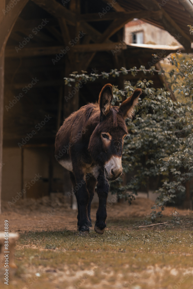 Fototapeta premium Donkey walking on a farm