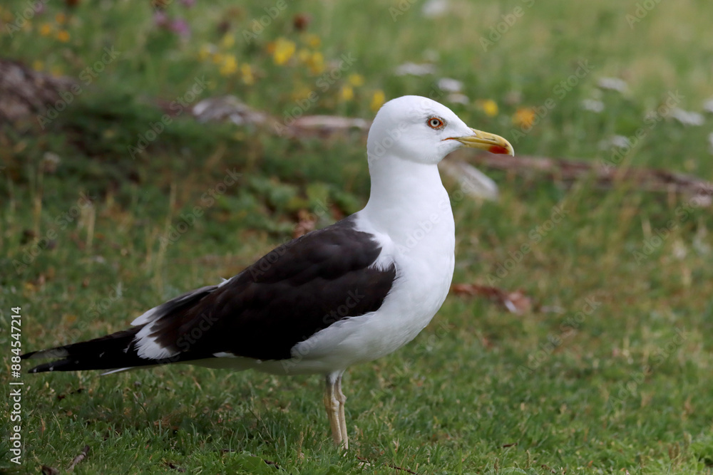 Lesser black-backed gull