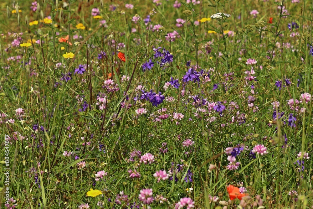 Wildkräuteracker mit Bunter Kronwicke (Securigera varia), Gewöhnlichem Feldrittersporn (Consolida regalis), Färberkamille (Cota tinctoria), Wilder Möhre , Schafgarbe und Acker-Witwenblume Wildkräuteracker mit Bunter Kronwicke (Securigera varia), Gewöhnlichem Feldrittersporn (Consolida regalis), Färberkamille (Cota tinctoria), Wilder Möhre , Schafgarbe und Acker-Witwenblume