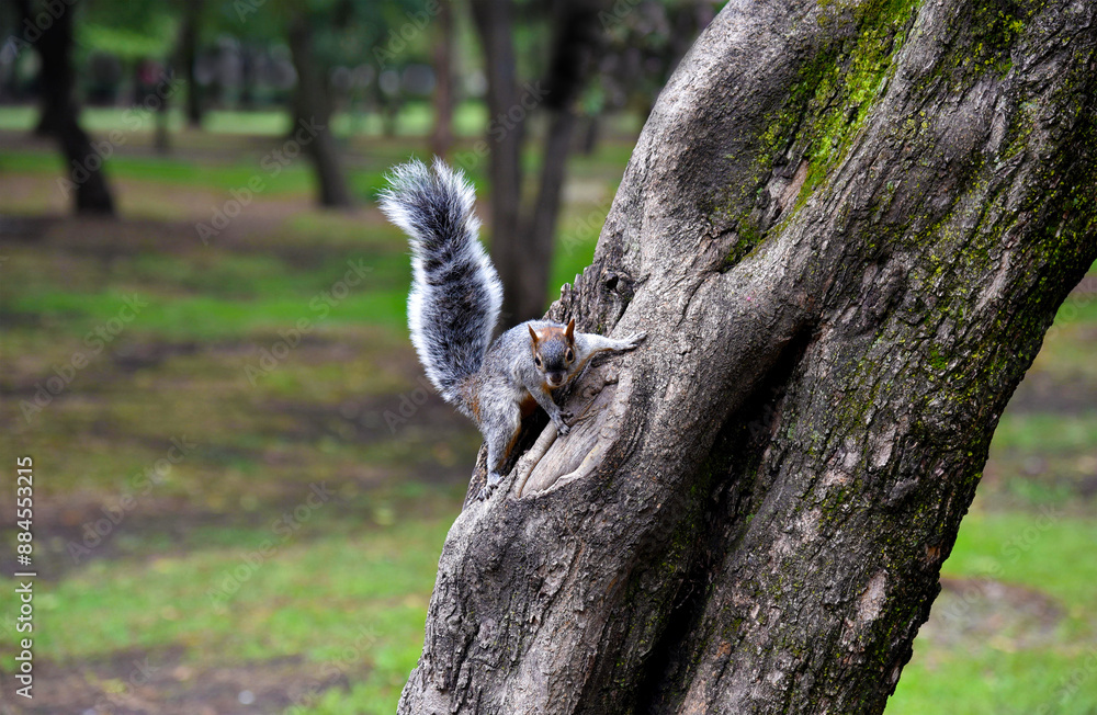 Obraz premium A mexican gray squirrel , sciurus aureogaster, sitting on a tree with some moss, being attent with the tail up, ready to run. 