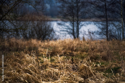 Fototapeta Naklejka Na Ścianę i Meble -  Trawy nad zalewem
