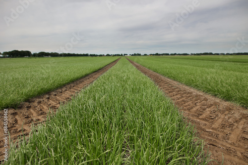 Zwiebel Feld in Holland