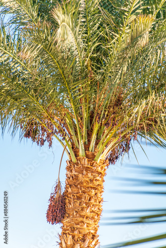 Closeup of colourful dates clusters photo