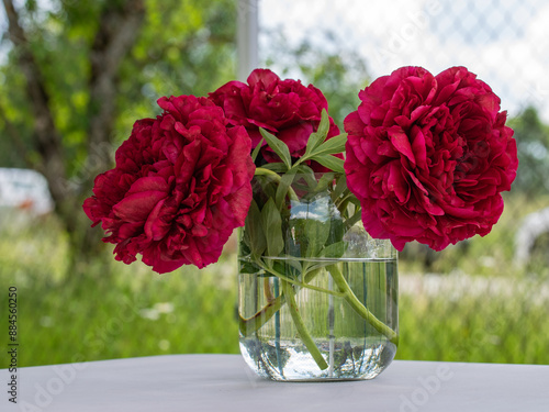 Bouquet of three burgundy peonies in a glass jar. Burgundy bouquet close-up