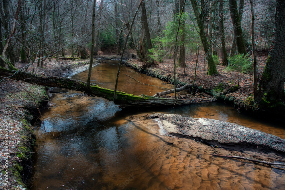Naklejka premium Leśna rzeka