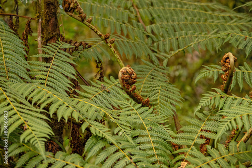 landscape and plants in the Barva section of the Braulio Carillo national park in Costa Rica photo