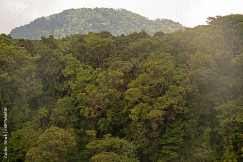 landscape and plants in the Barva section of the Braulio Carillo national park in Costa Rica photo