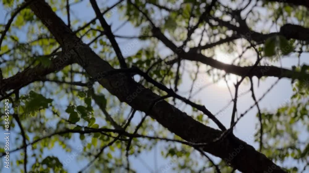 Green Leaves in the Breeze & Sunlight Through the Trees Green Leaves in the Breeze & Sunlight Through the Trees