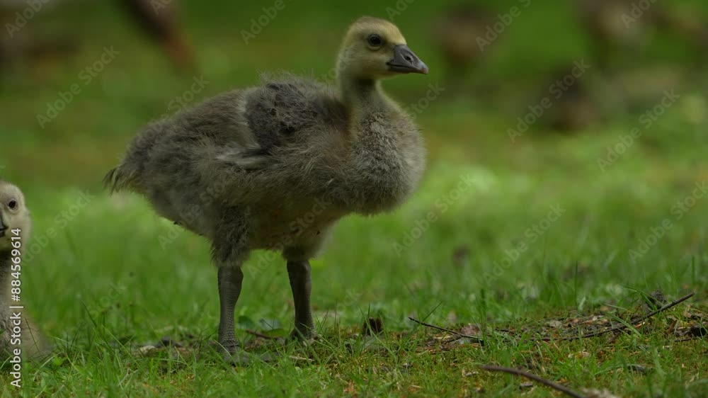 a juvenile gray goose stands on the grass and shakes its head a juvenile gray goose stands on the grass and shakes its head