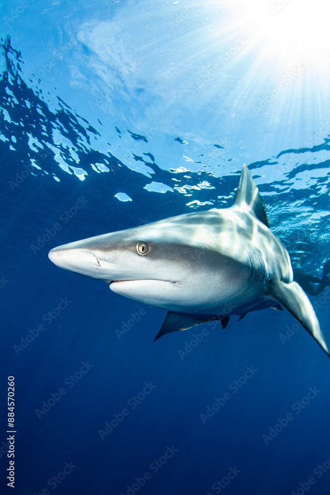 Fototapeta premium Sandbar shark in the deep blue ocean