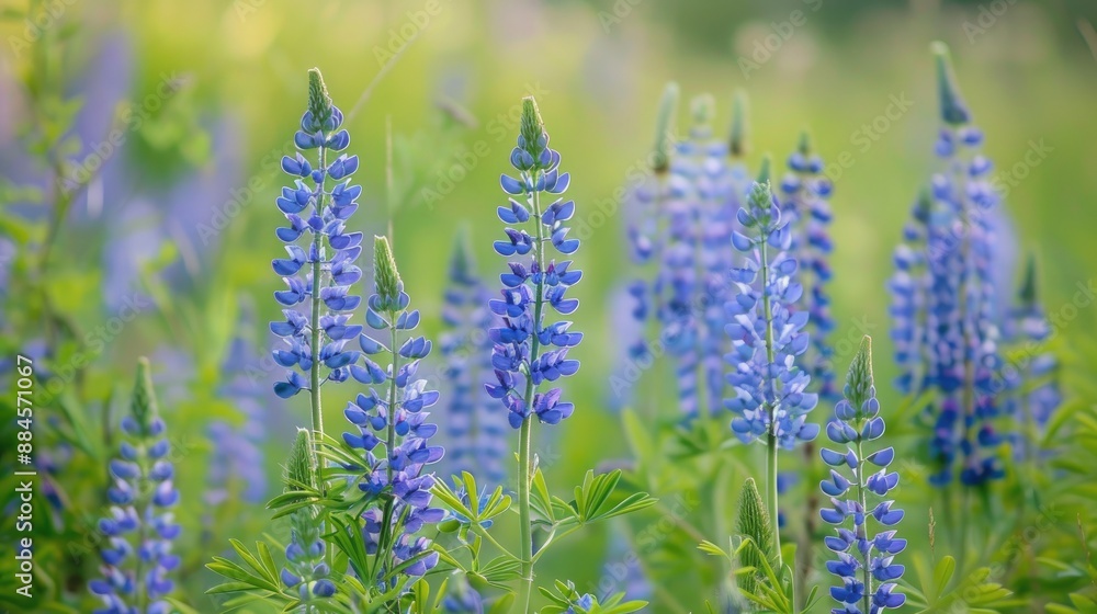Obraz premium Wildlife field with blossoming blue lupine flowers