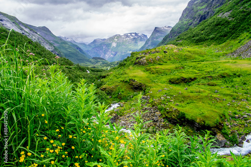 Norwegian nature in full blossom photo