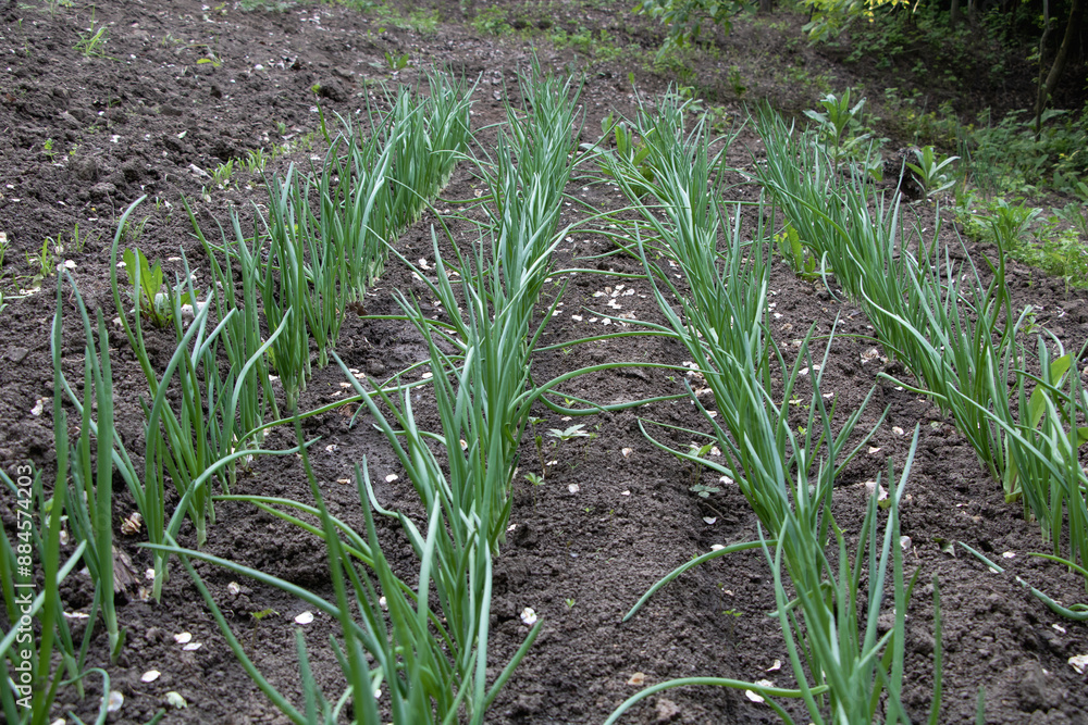 Onion plants growing in rows on the ground, in a garden with black soil and green leaves of the onion plants Onion plants growing in rows on the ground, in a garden with black soil and green leaves of the onion plants