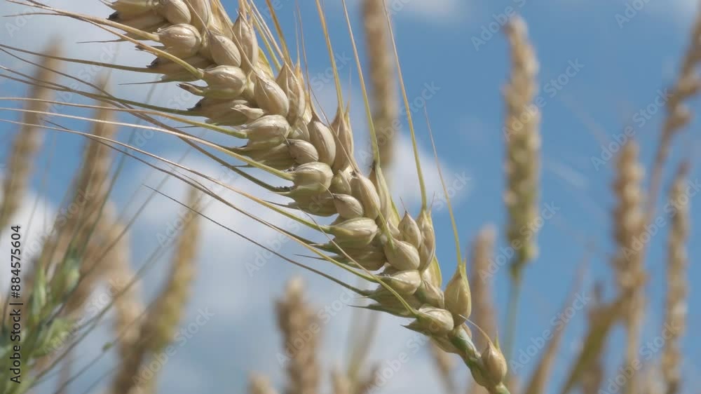 beautiful wheat ears at meadow against blue sky at sunny day. macro beautiful wheat ears at meadow against blue sky at sunny day. macro
