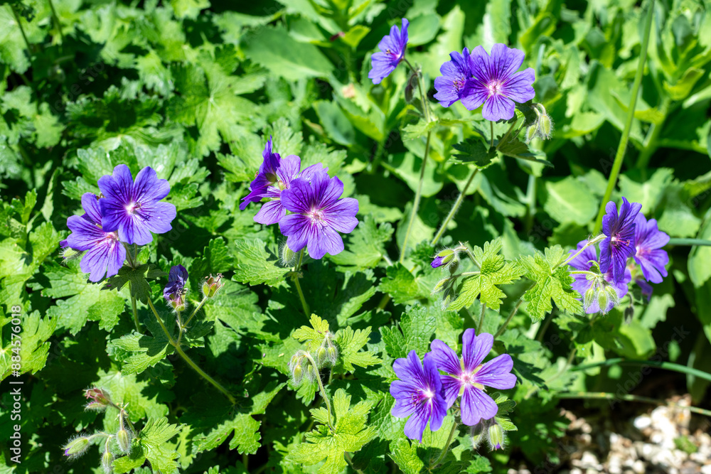 Close up of purple cranesbill (geranium x magnificum) flowers Close up of purple cranesbill (geranium x magnificum) flowers