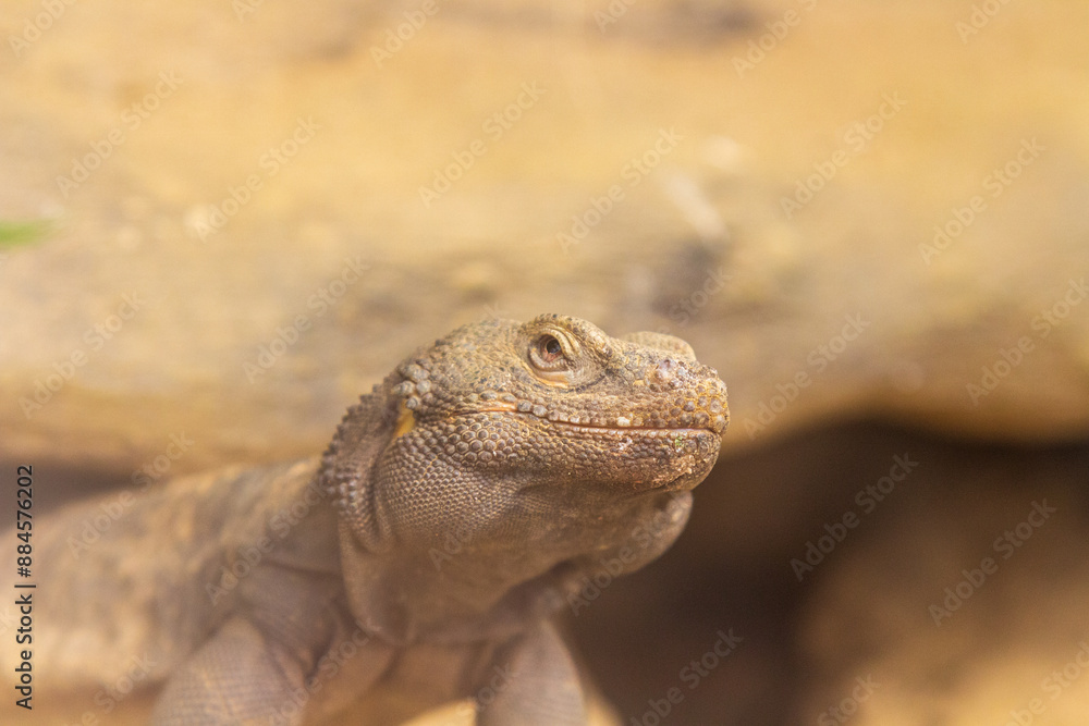 Fototapeta premium A lizard closeup 