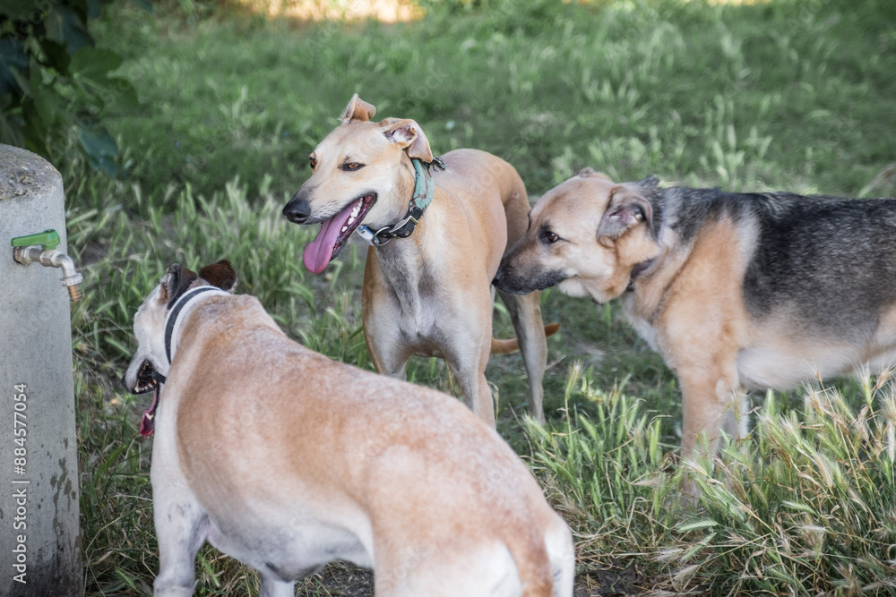 Ivo, the spanish greyhound with friends running and playing in a park Ivo, the spanish greyhound with friends running and playing in a park