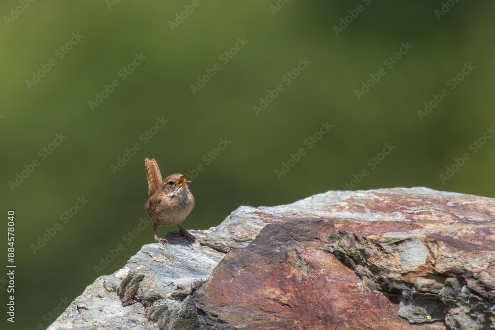 Eurasian wren (Troglodytes troglodytes) or northern wren singing on rocks on uniform green backgound, Alps Mountains, Italy.