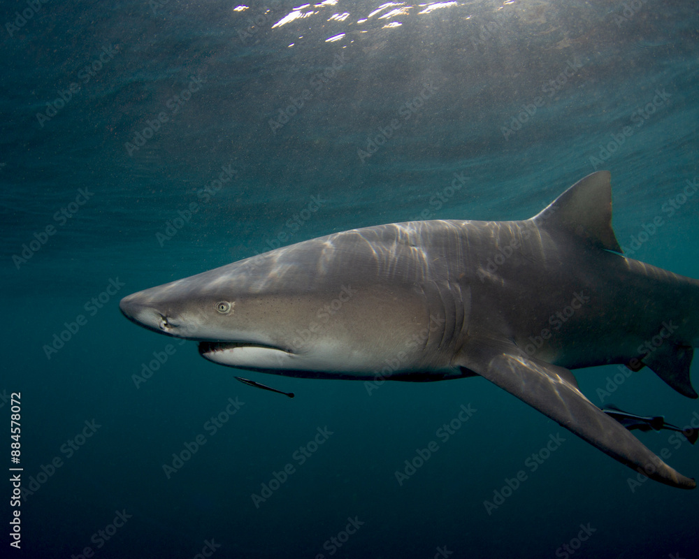 Lemon shark in moody stormy light Lemon shark in moody stormy light