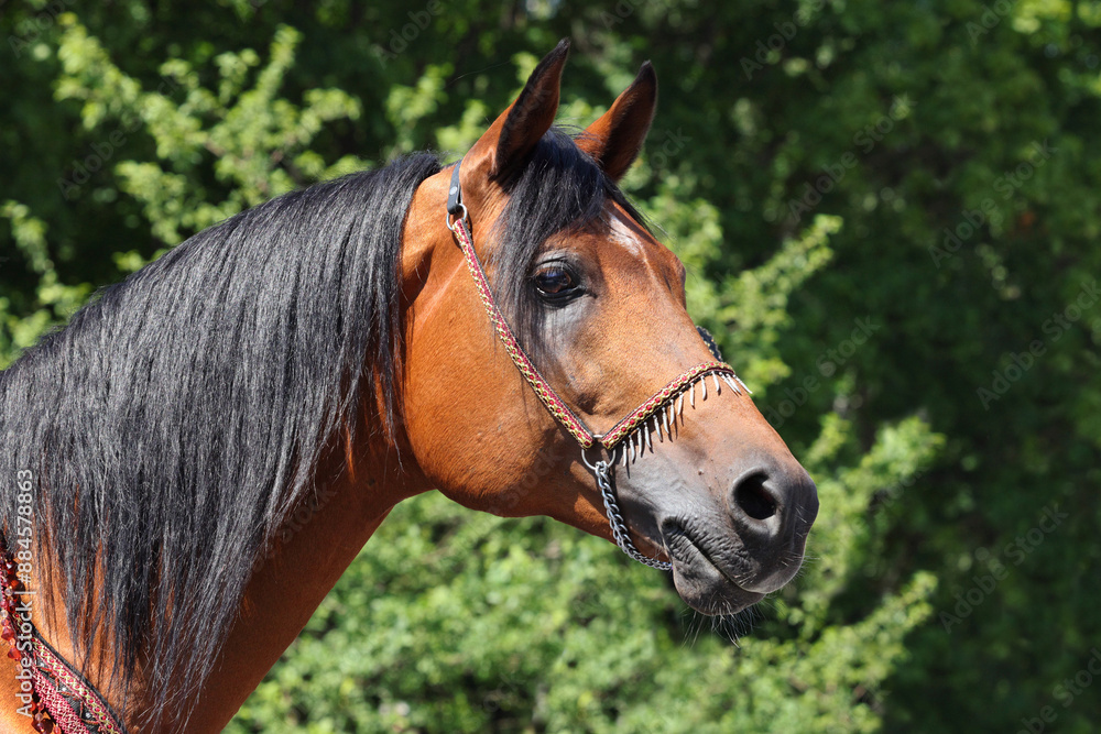Portrait of a splendid purebred Arabian stallion against summer nature background