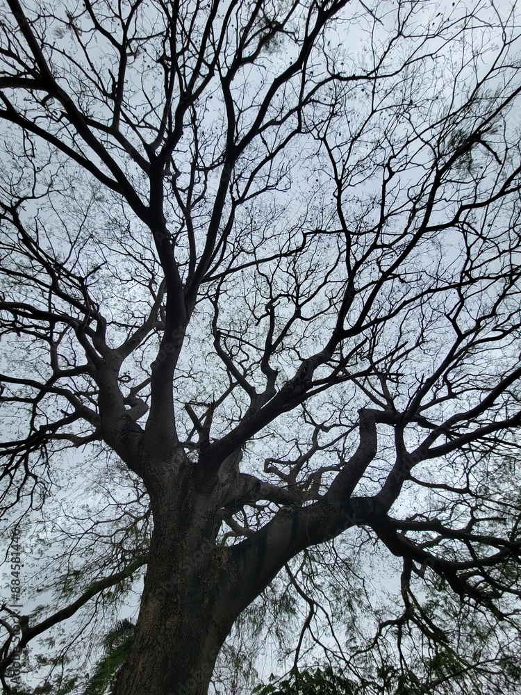 Trees in low angle on a cloudy day. Trees in low angle on a cloudy day.
