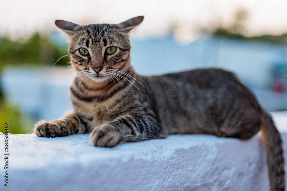 Tabby cat resting on a white wall in the afternoon Tabby cat resting on a white wall in the afternoon