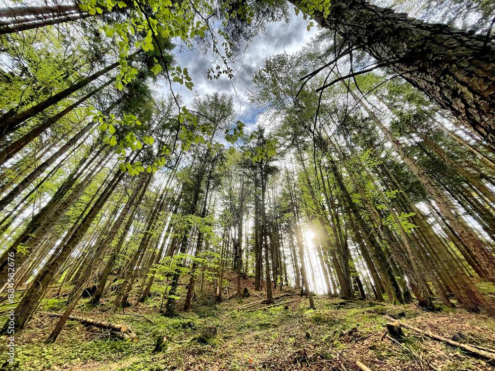 Blick nach oben im Mischwald im Frühling Blick nach oben im Mischwald im Frühling