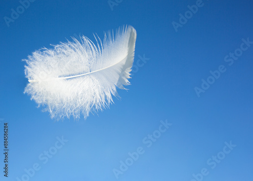 Wallpaper Mural A white feather flies against the blue sky Torontodigital.ca