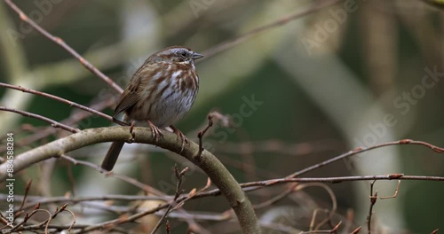 Song Sparrow Perched on a Curved Branch in a Natural Habitat