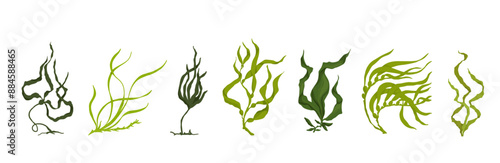 Collection of colorful botanical elements, green seaweed.Vector graphics.
