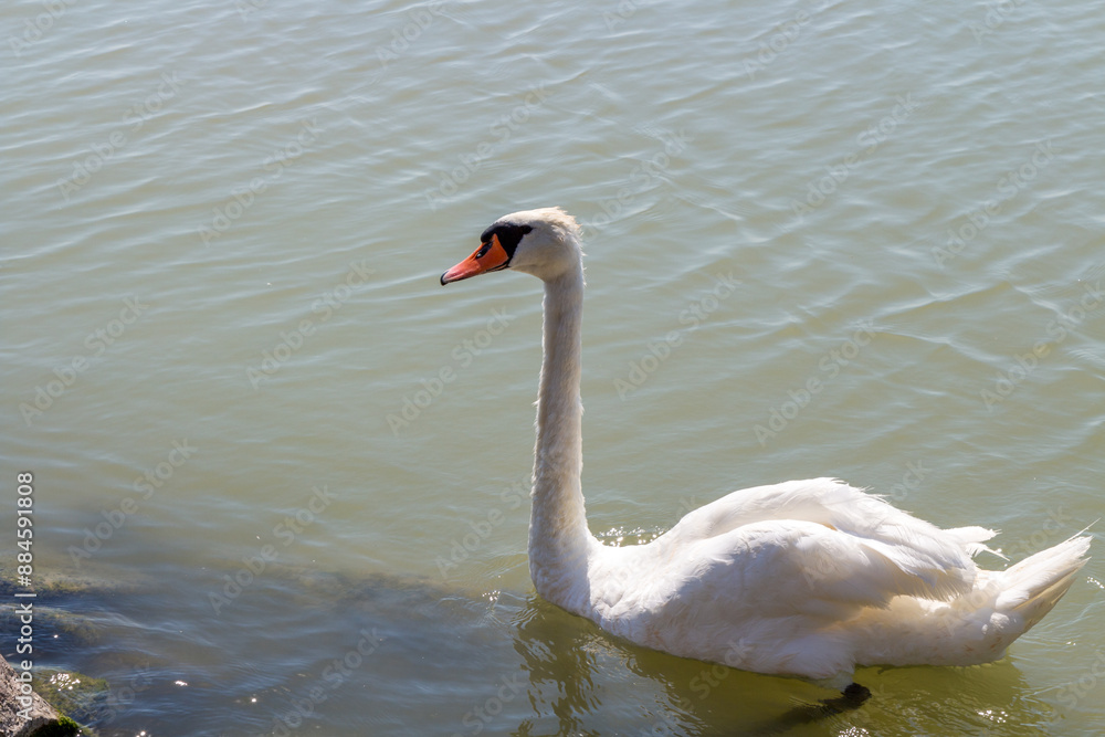 Fototapeta premium A swan in the Balaton lake