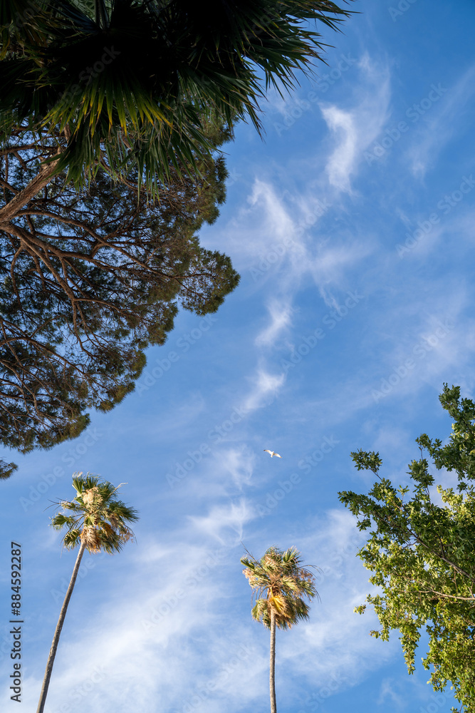 flock of seagulls soaring in sunny blue sky among green tree leaves. panoramic sky view. 3d stretch ceiling decoration image.