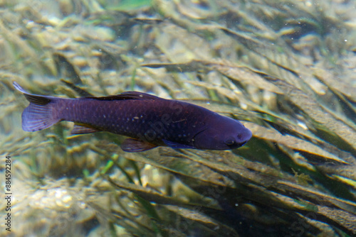 A carp fish in the Tapolca town in Hungary Balaton