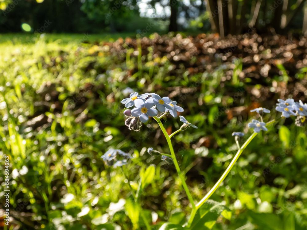 Close-up of the wood forget-me-not flowers (Myosotis sylvatica) witj bright backlight in the forest in spring Close-up of the wood forget-me-not flowers (Myosotis sylvatica) witj bright backlight in the forest in spring
