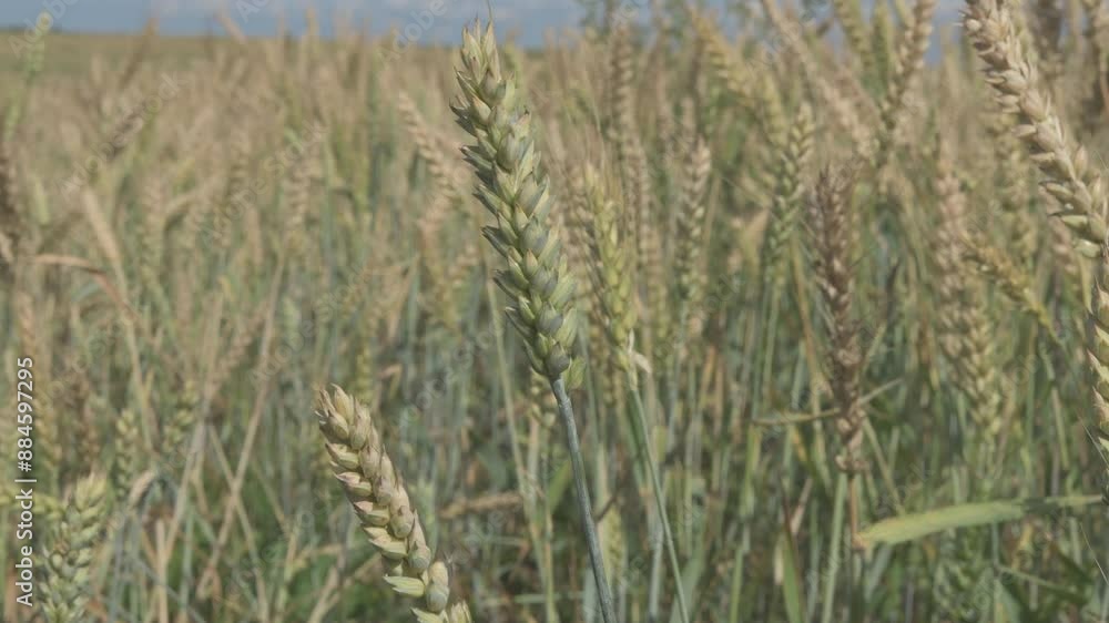 beautiful wheat meadow against blue sky at sunny day. close up beautiful wheat meadow against blue sky at sunny day. close up