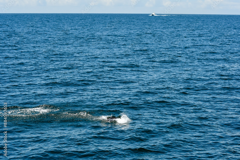 Fototapeta premium Manta Ray Jumping out of the Water, Gulf of Mexico, Summer in Orange Beach, Alabama, Fishing out of Perdido Pass