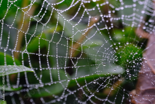 Rain on a garden cobweb