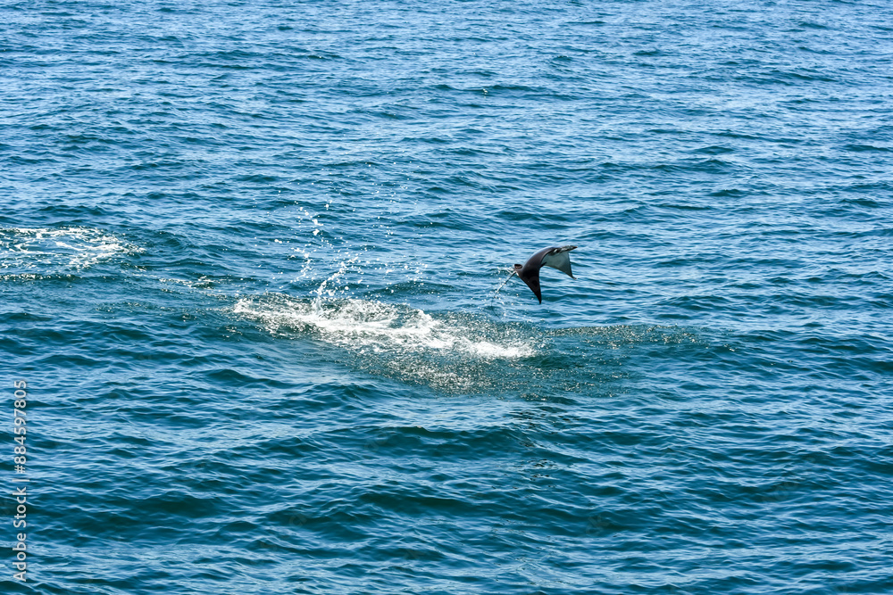 Manta Ray Jumping out of the Water, Gulf of Mexico, Summer in Orange Beach, Alabama, Fishing out of Perdido Pass Manta Ray Jumping out of the Water, Gulf of Mexico, Summer in Orange Beach, Alabama, Fishing out of Perdido Pass