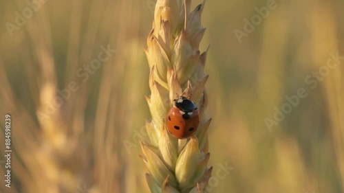 golden wheat ear with ladybug at meadow at sunny evening. macro