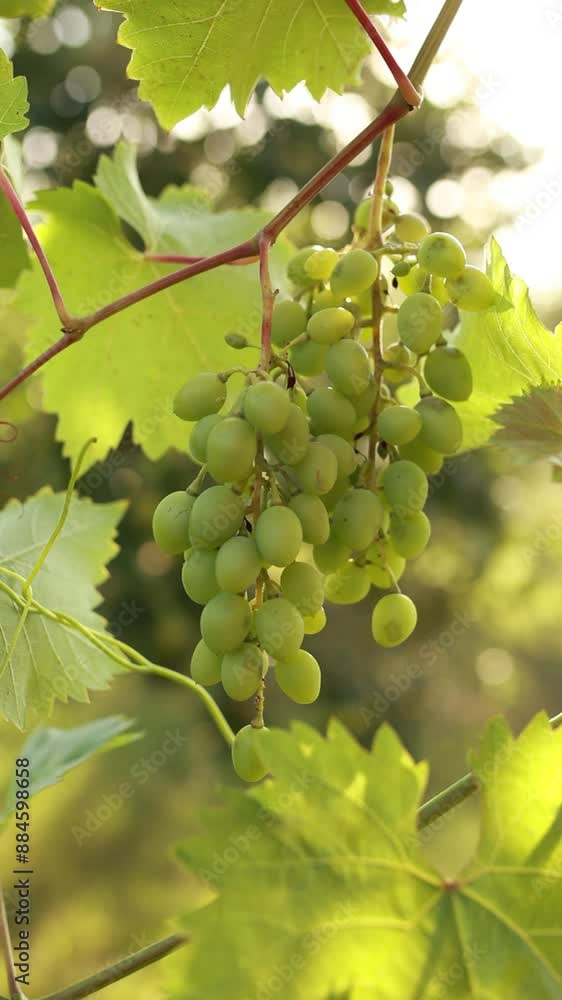 Grapes for wine, vineyards. Vertical video Grapes for wine, vineyards. Vertical video