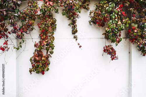 Autumn Leaves and Berries on White Wall